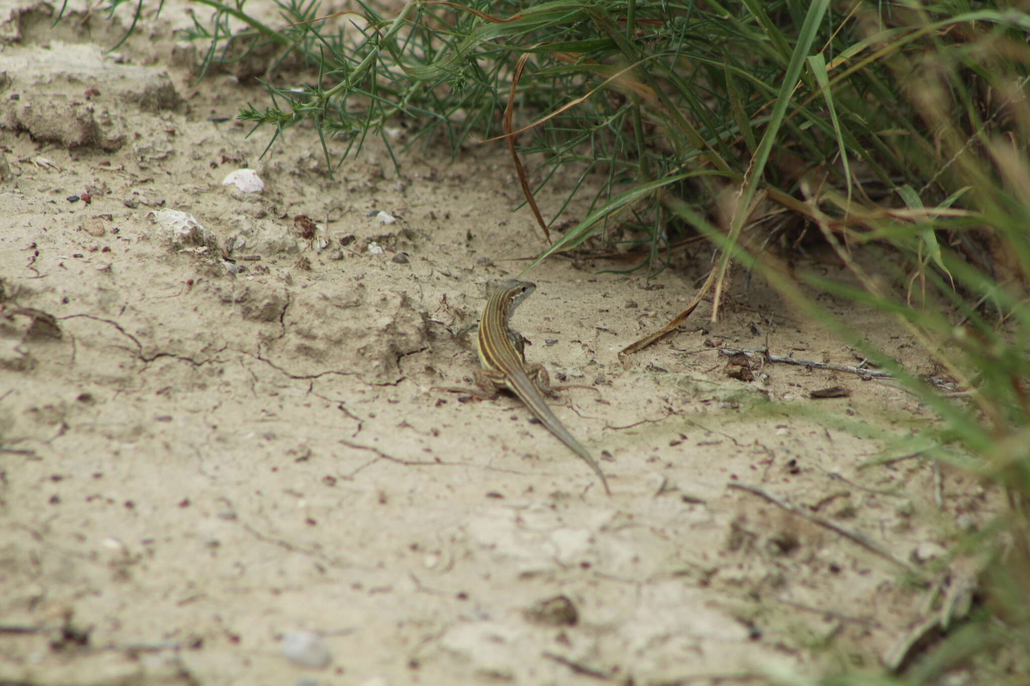 Image of Mexican Pygmy Whiptail