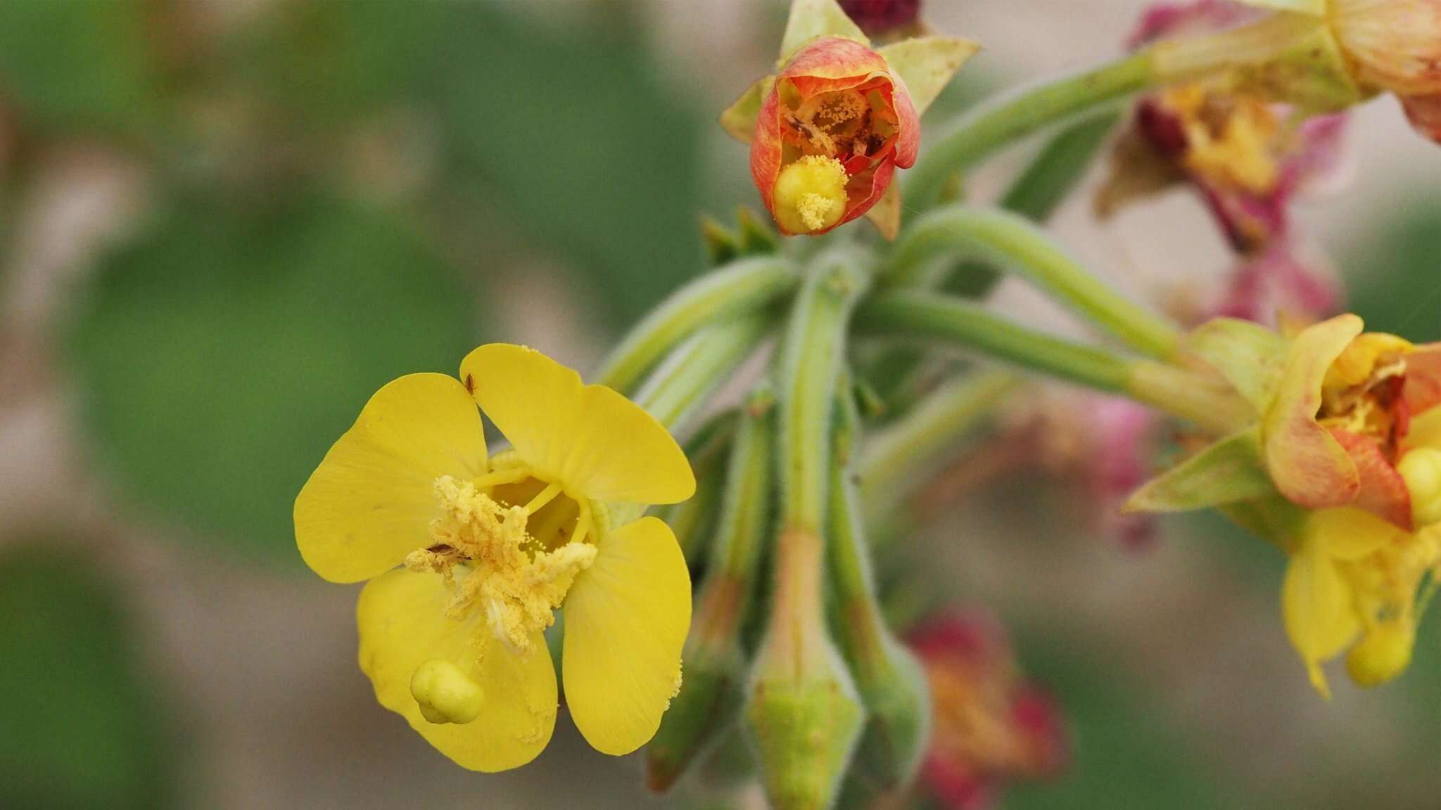 Chylismia cardiophylla Small resmi