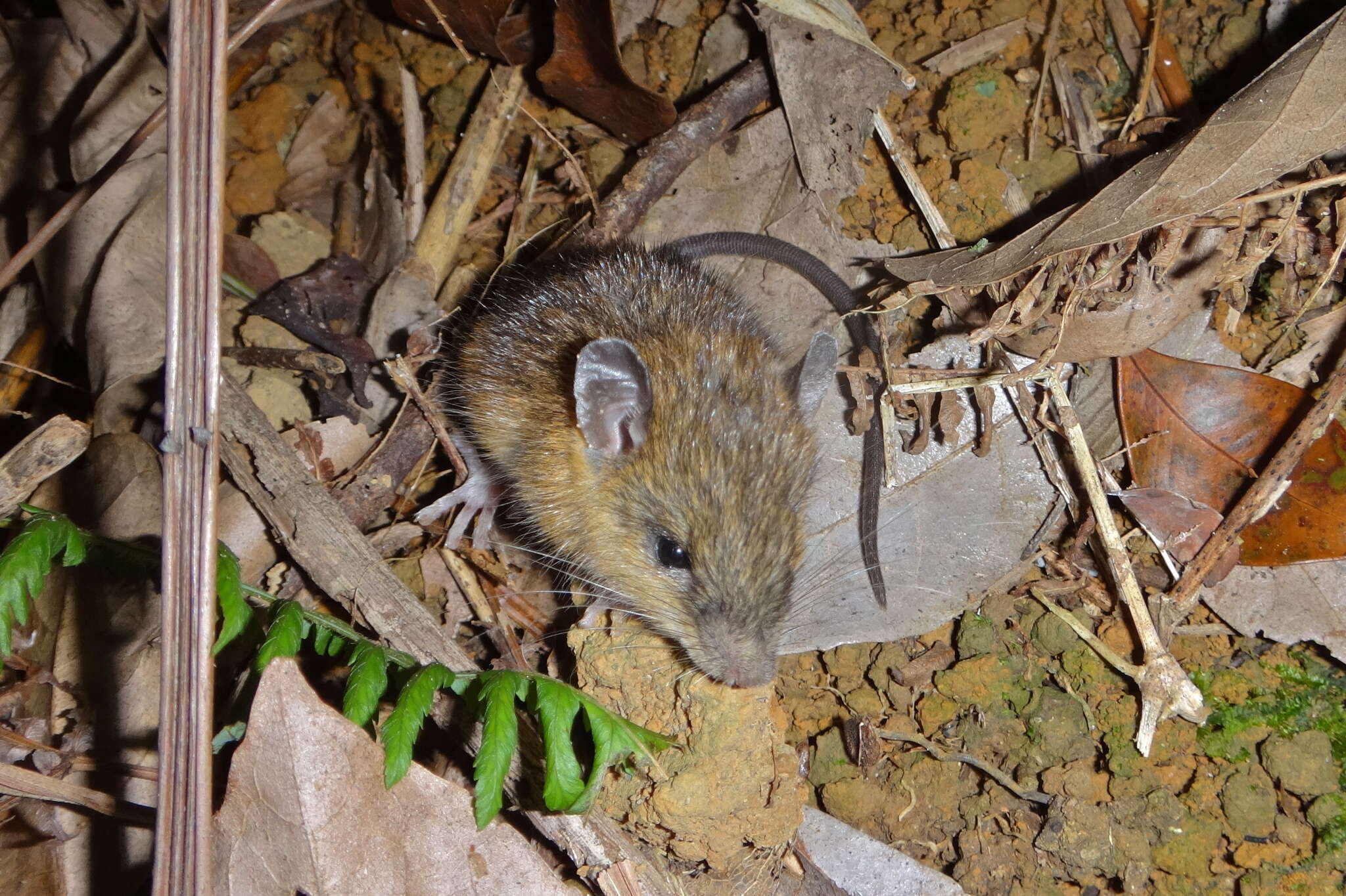 Image of Chestnut Rat