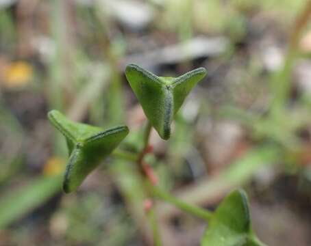 Image of Chamaescilla corymbosa var. latifolia (F. Muell.) R. J. F. Hend.