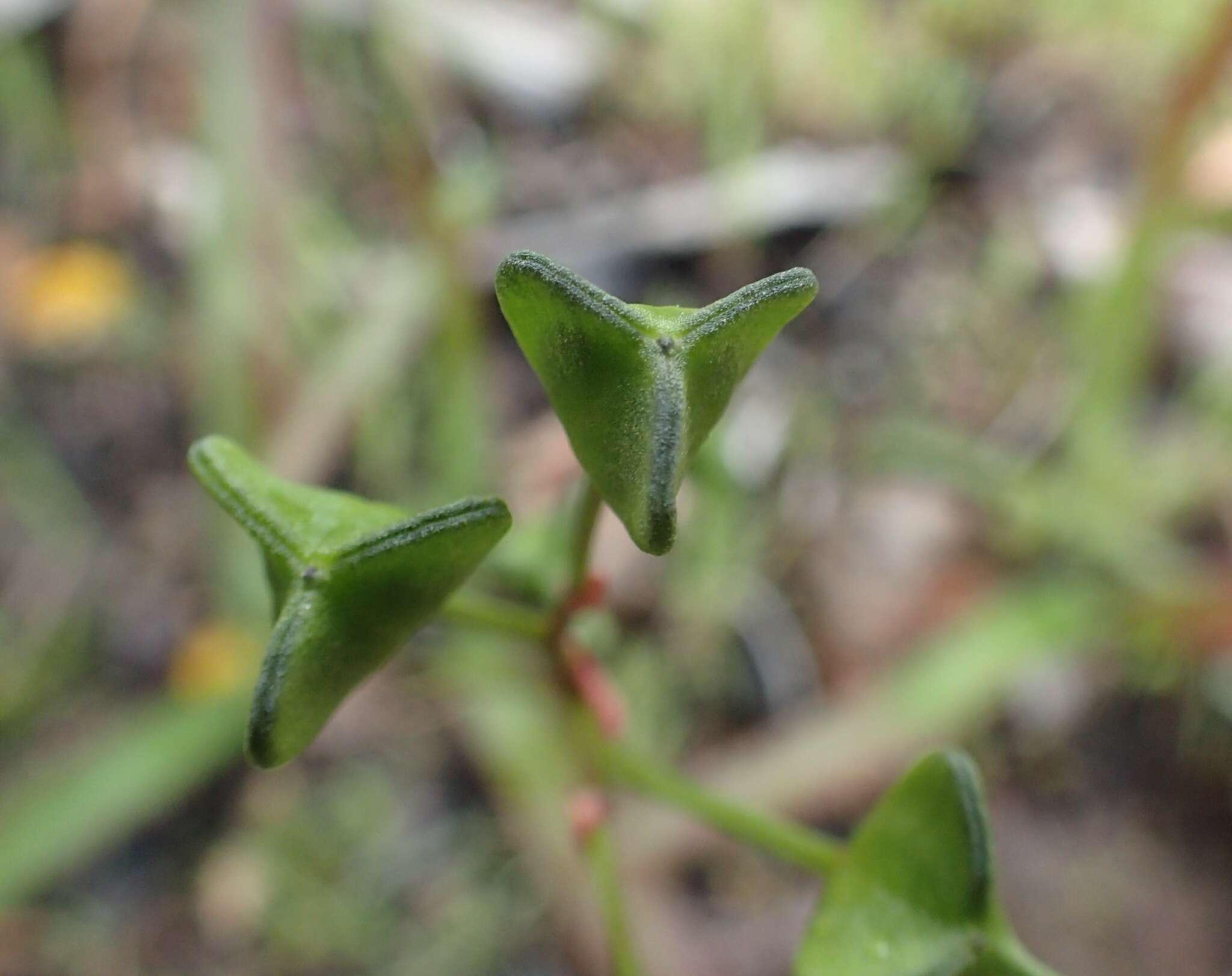 Sivun Chamaescilla corymbosa var. latifolia (F. Muell.) R. J. F. Hend. kuva