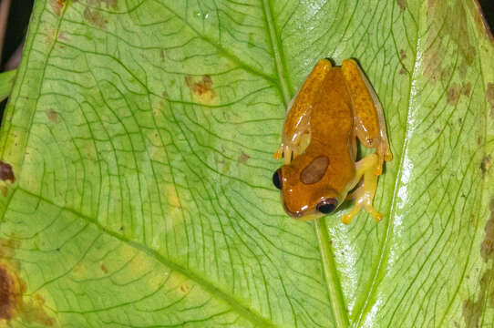 Image of Dendropsophus reticulatus (Jiménez de la Espada 1870)