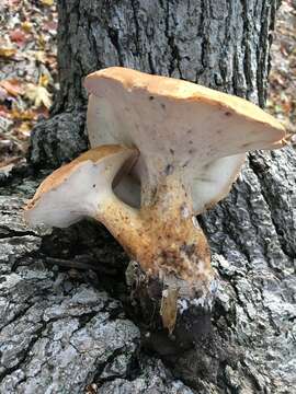 Polyporus radicatus Schwein. 1832 resmi