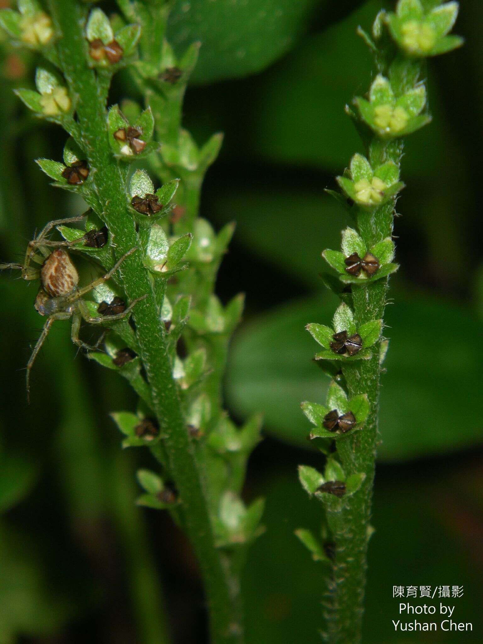 Image of Trigonotis formosana var. elevatovenosa (Hayata) S. D. Shen & J. C. Wang