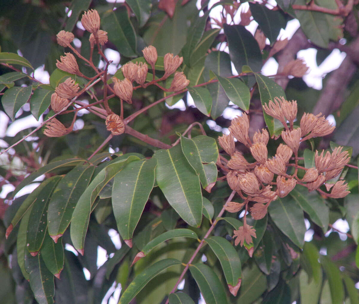 Image of Rose Butternut