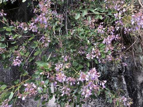 Image of Campylotropis macrocarpa (Bunge) Rehder