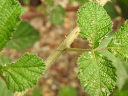 Imagem de <i>Rubus novus</i>