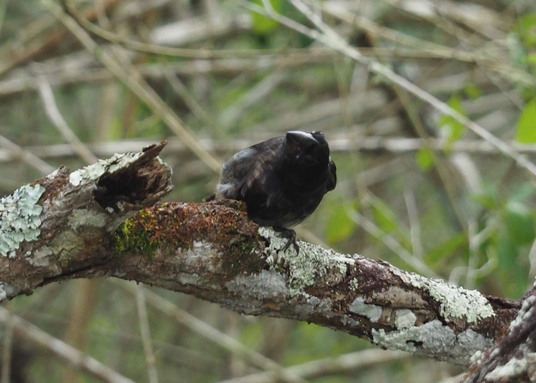 Image of Large Ground Finch