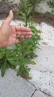 Image of Cirsium arvense var. vestitum Wimmer & Grabowski