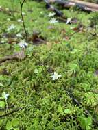 Image of Coptis trifolia subsp. trifolia