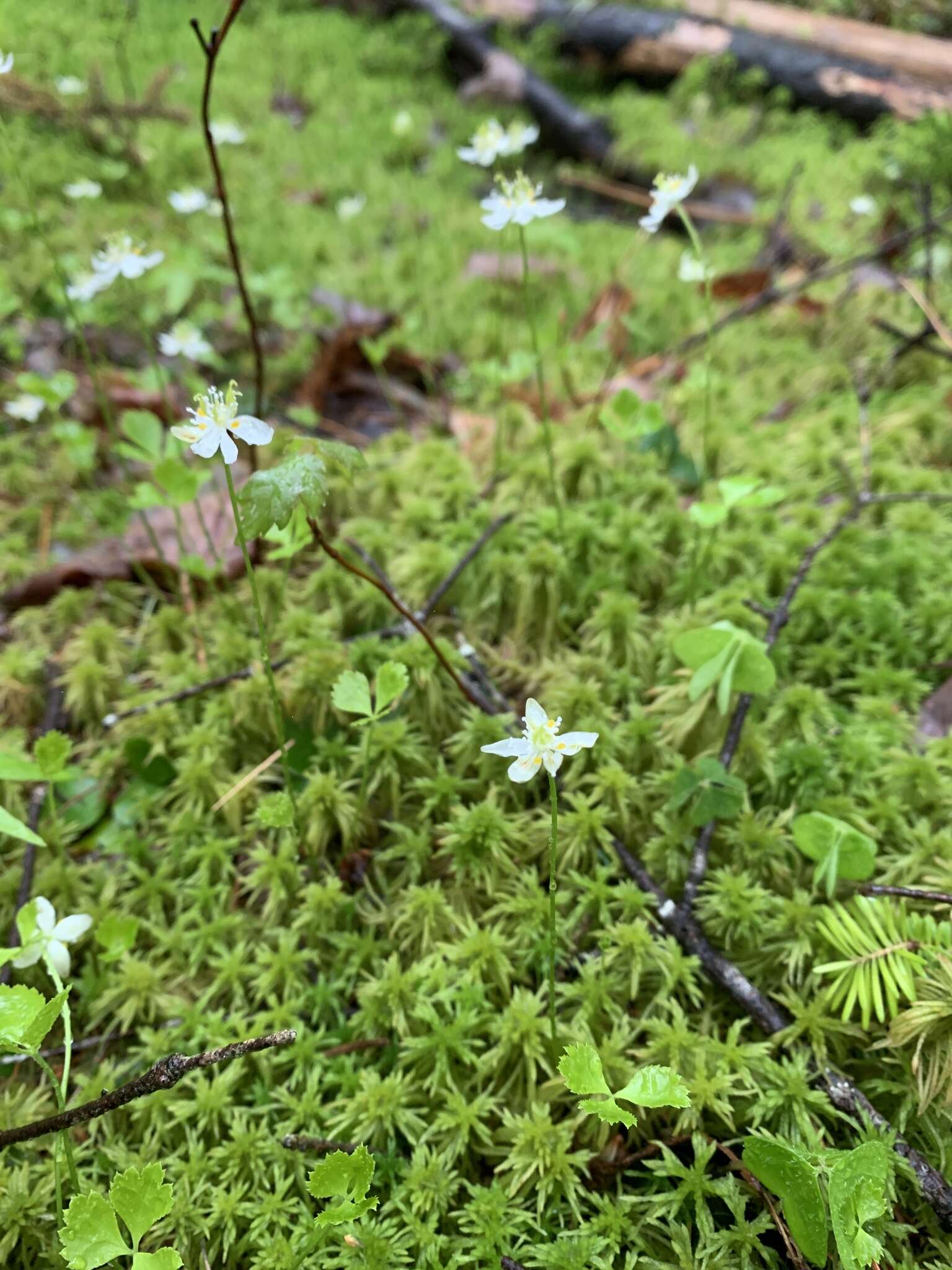 Image of Coptis trifolia subsp. trifolia