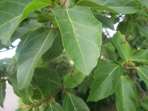 Image of Broom-cluster fig