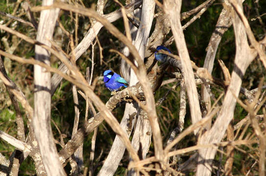 Image of Splendid Fairywren