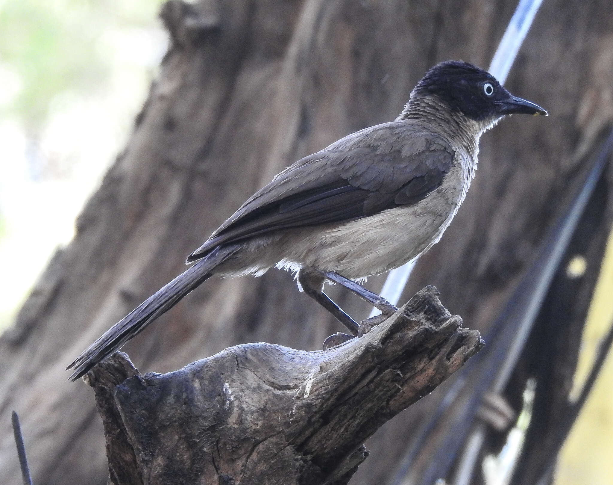 Image of Blackcap Babbler