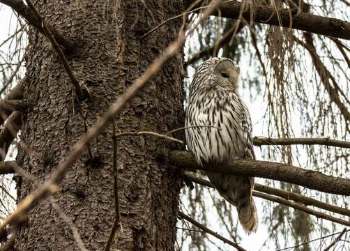 Image of Ural Owl