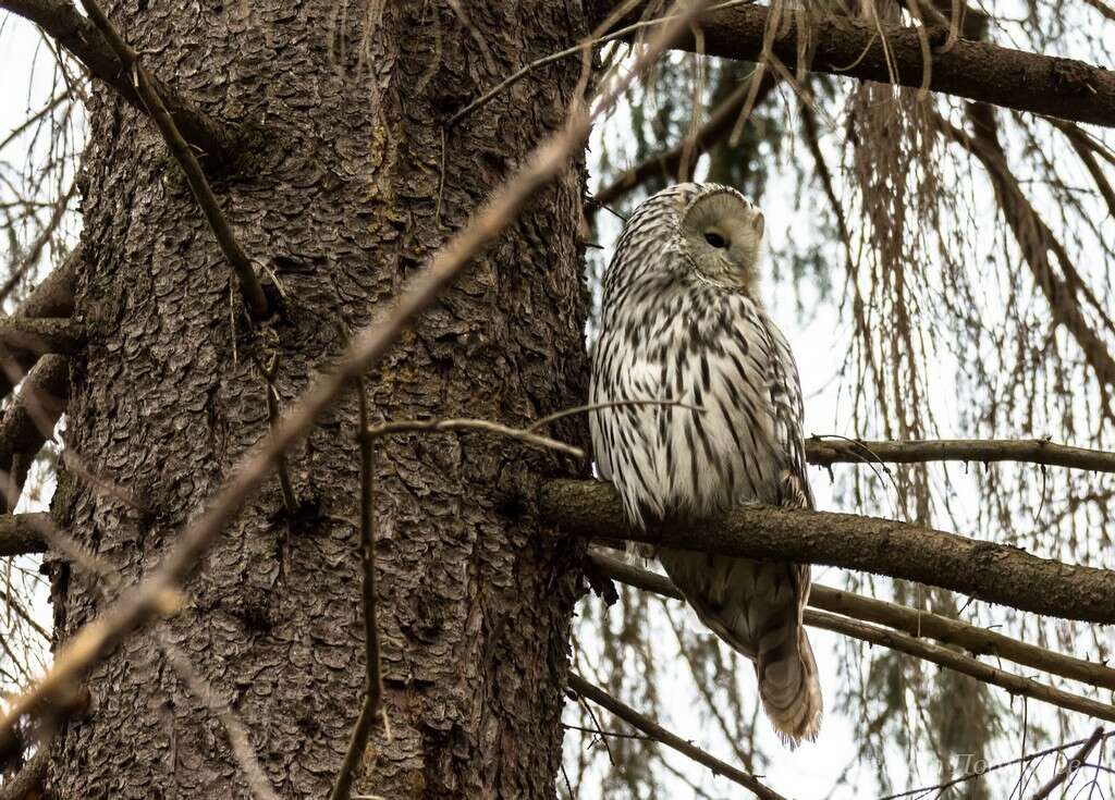 Plancia ëd Strix uralensis Pallas 1771