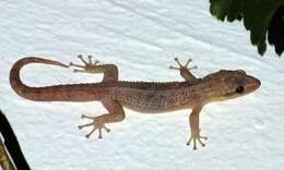 Image of Belize Leaf-toed  Gecko