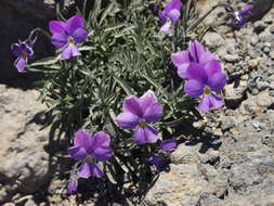 Image of Viola palmensis Webb & Berth.