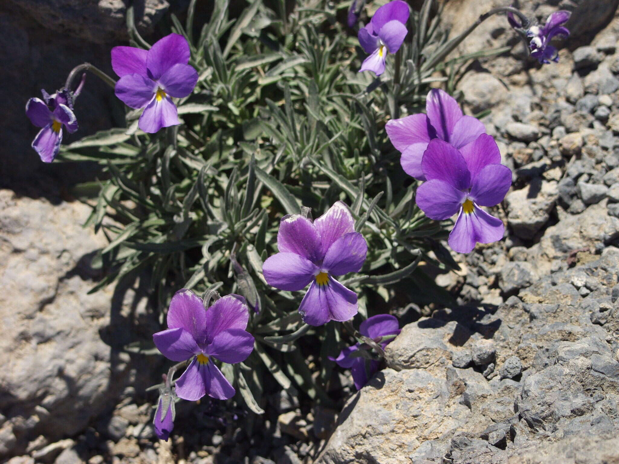 Viola palmensis Webb & Berth. resmi