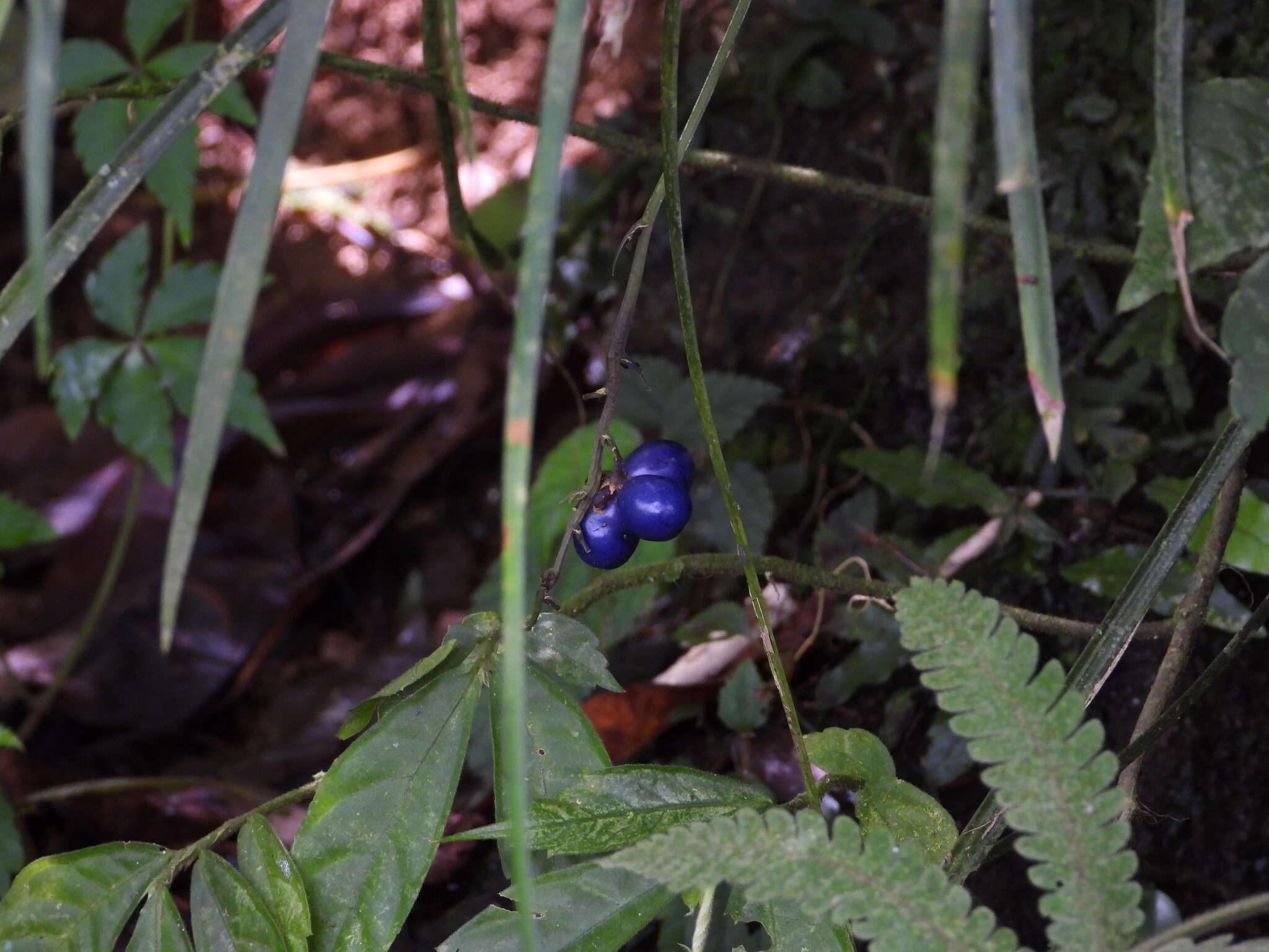 Image of Ophiopogon bodinieri H. Lév.