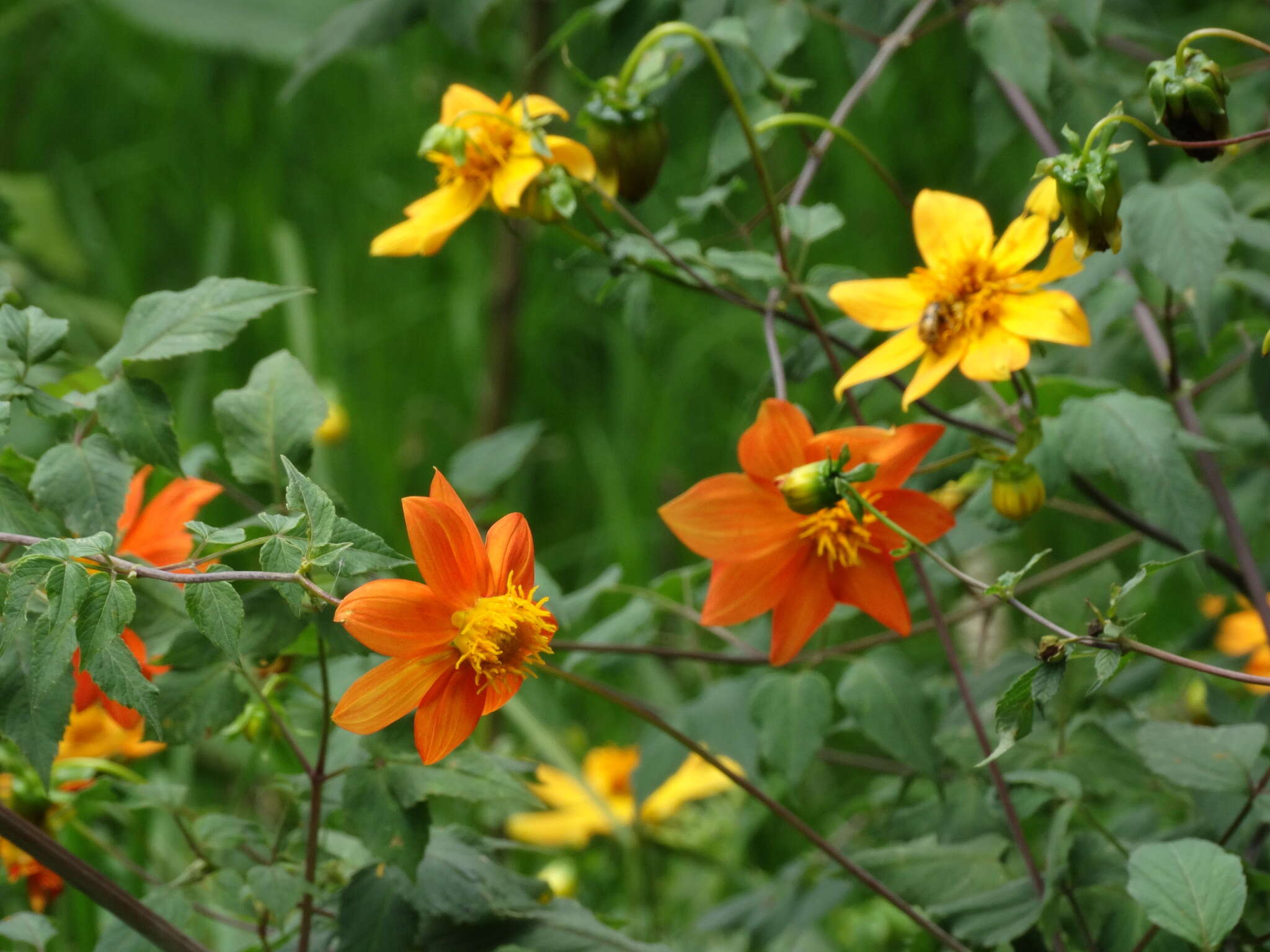 صورة Dahlia coccinea Cav.