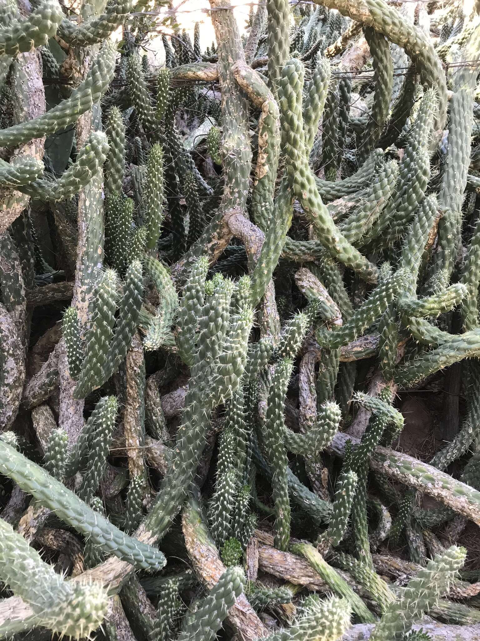 Image of cane cactus