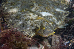 Image of Jenyn&#39;s flounder