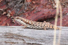 Image of Pygmy Spiny-tailed Skink