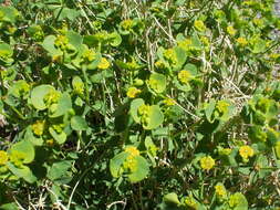 Euphorbia schizoloba Engelm. resmi