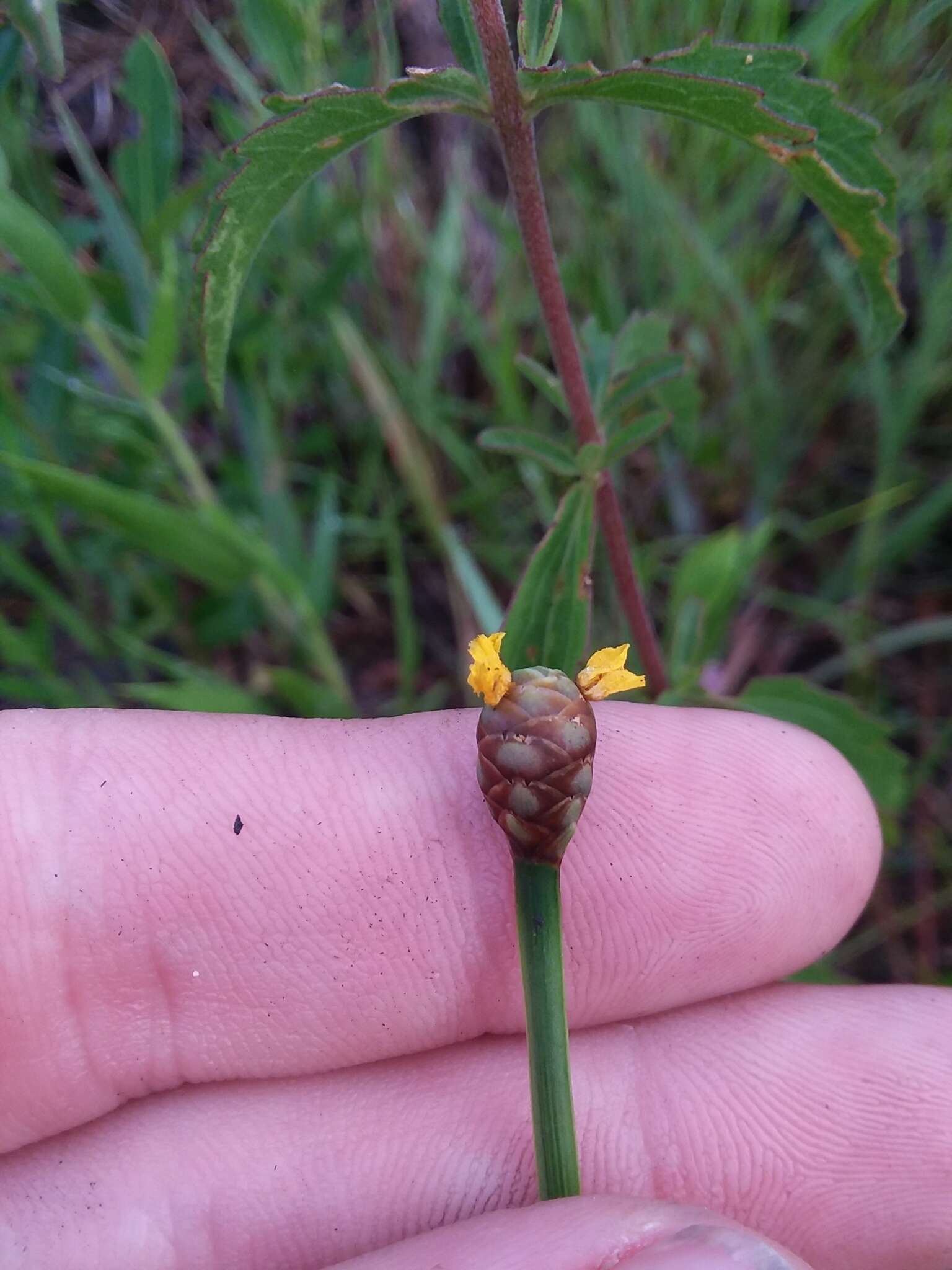 Image of Louisiana Yellow-Eyed-Grass