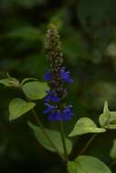 Image of Salvia connivens Epling