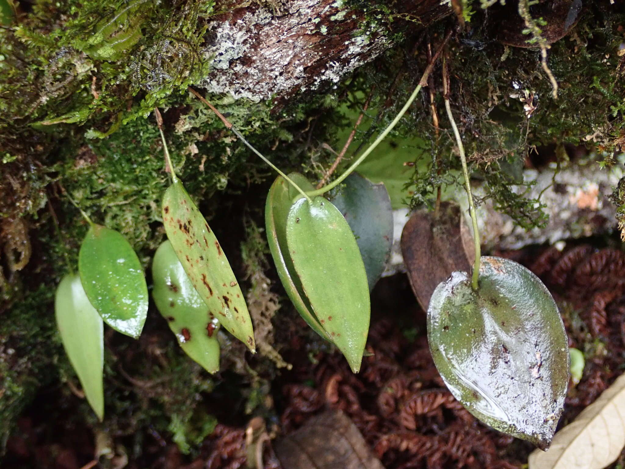 Imagem de Pleurothallis phymatodea Luer