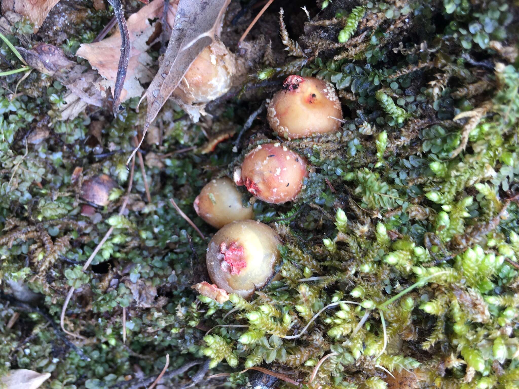 Sivun Calostoma ravenelii (Berk.) Massee 1888 kuva