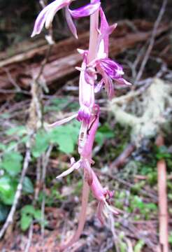 Image of Pacific coralroot