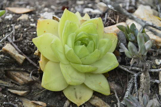 Image of Haworthia cymbiformis (Haw.) Duval