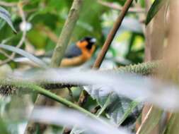 Image of Spectacled Monarch