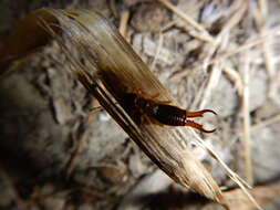 Image of Guanchia pubescens (Géné 1837)