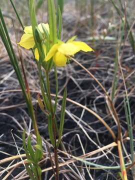 Imagem de Lysimachia quadriflora Sims