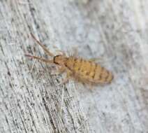 Image of Springtail