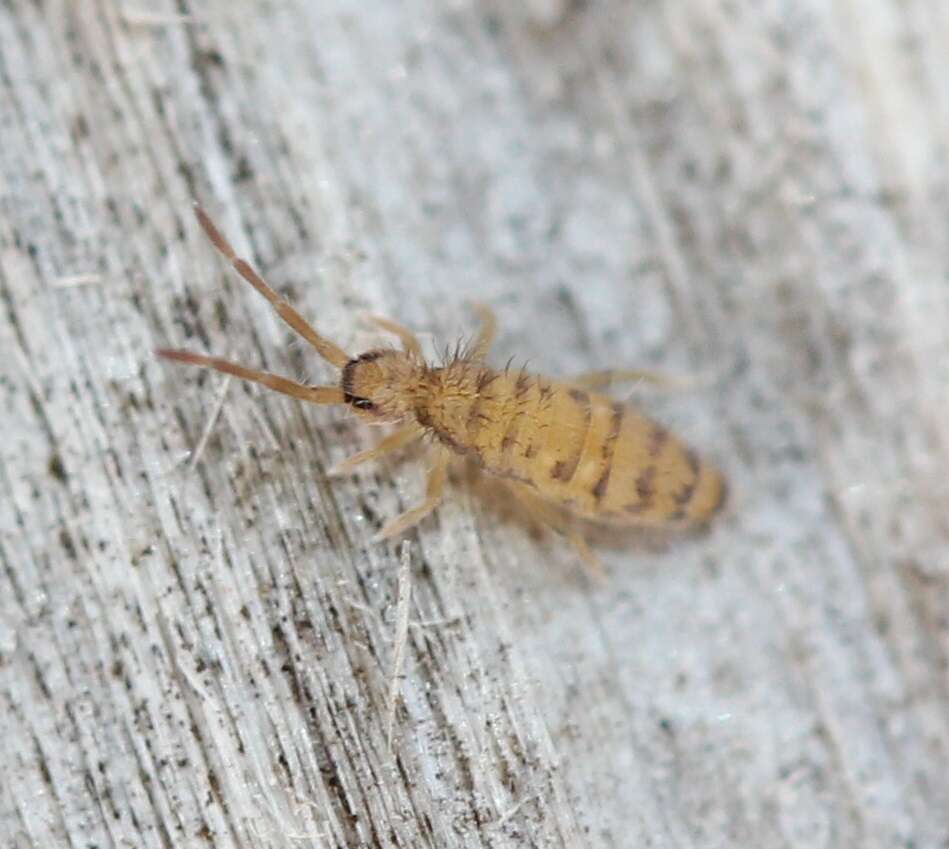 Image of Springtail