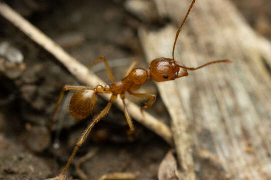 Image of Aphaenogaster pythia Forel 1915