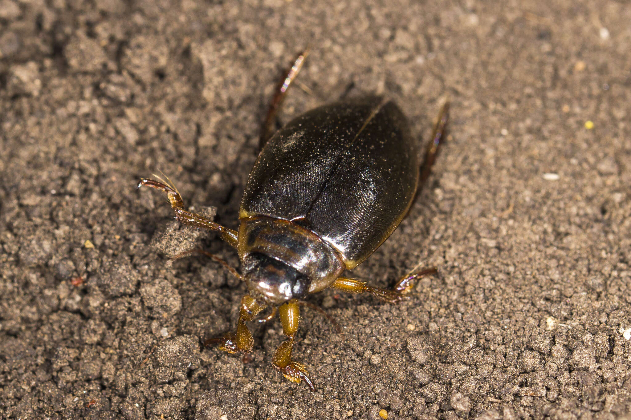 Image of Colymbetes striatus (Linnaeus 1758)