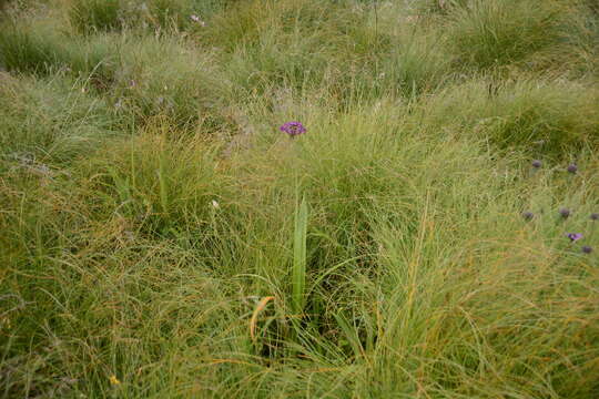 Image of Allium wallichii Kunth