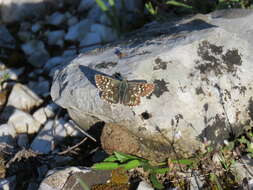 Image of Southern Grizzled Skipper