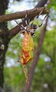 Pachylis laticornis (Fabricius 1798)的图像