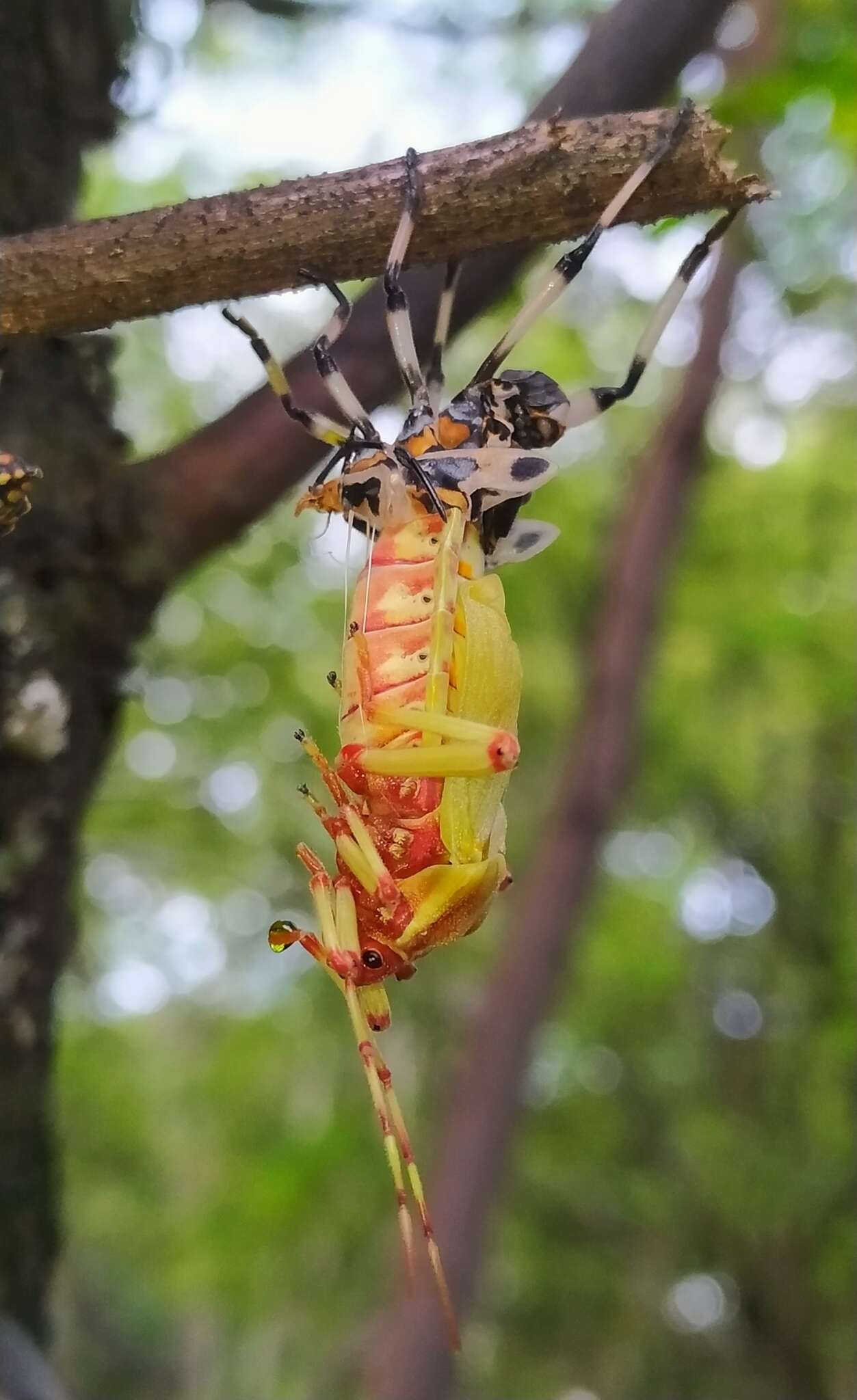 Pachylis laticornis (Fabricius 1798)的图像