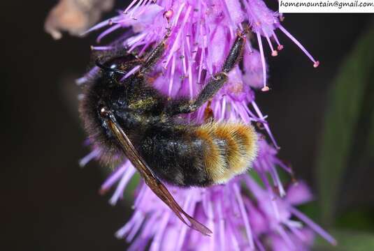 Слика од Bombus coreanus (Yasumatsu 1934)