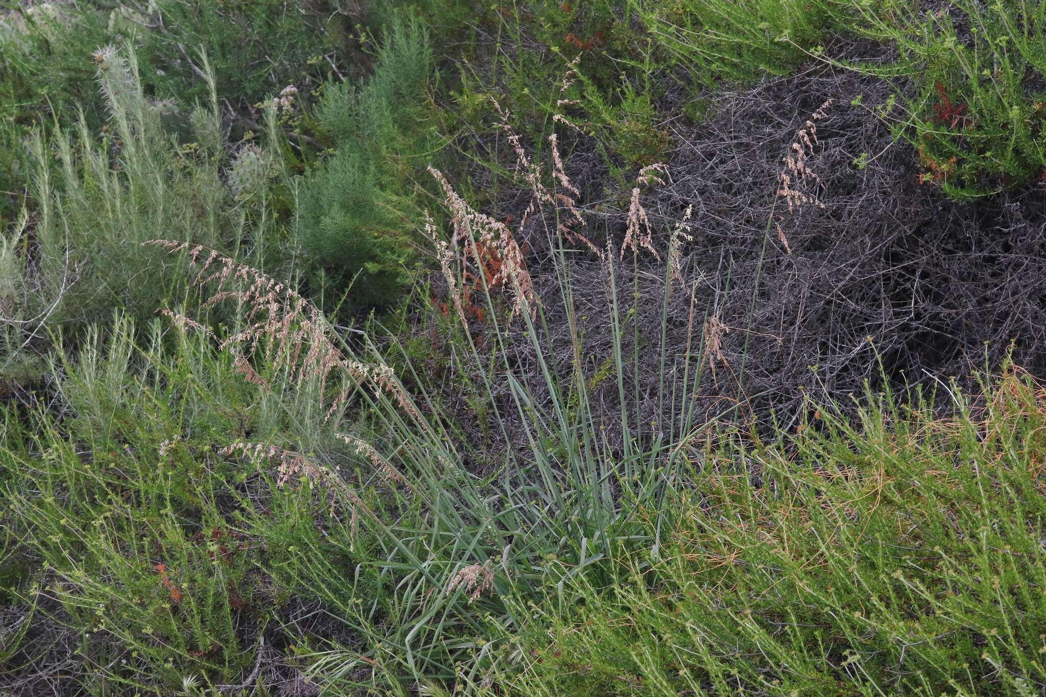 Imagem de Ehrharta calycina Sm.