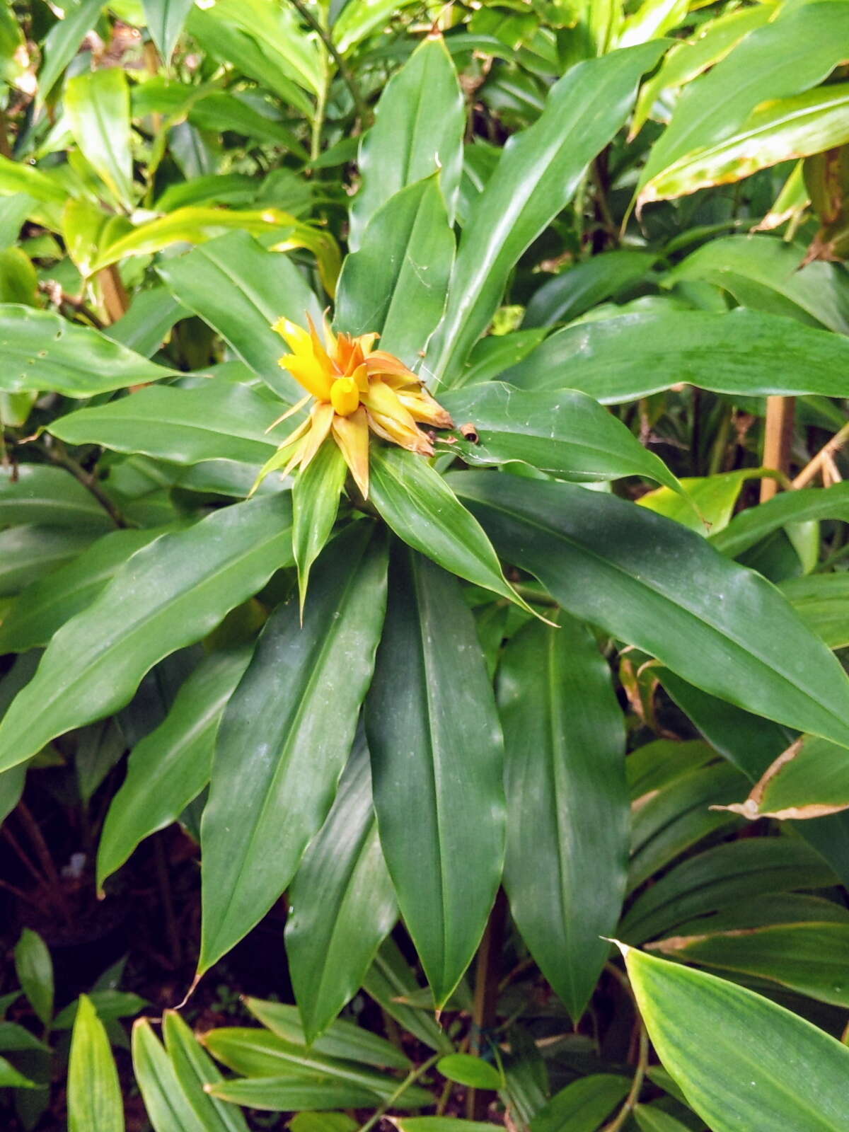 Image of Costus comosus var. bakeri (K. Schum.) Maas