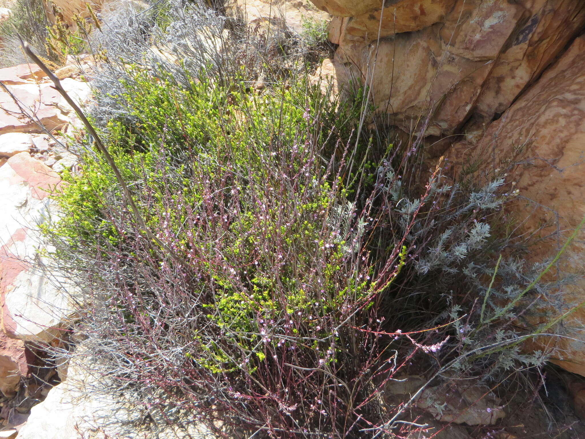 Image of Muraltia dispersa Levyns